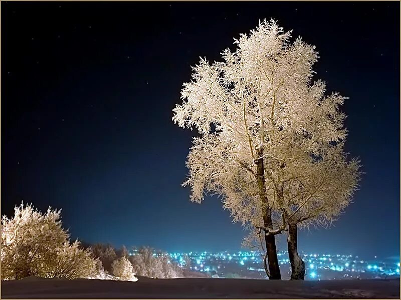 Зимние деревья ночью. Зимние деревья ночь. Зимние деревья ночью. Деревья в снегу ночью. Деревья в снегу.