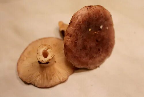 Осиновик белый leccinum percandidum. Грибы которые растут в дубовом лесу. Жёлчный гриб. Что за гриб вот это. Грибы которые растут в земле.