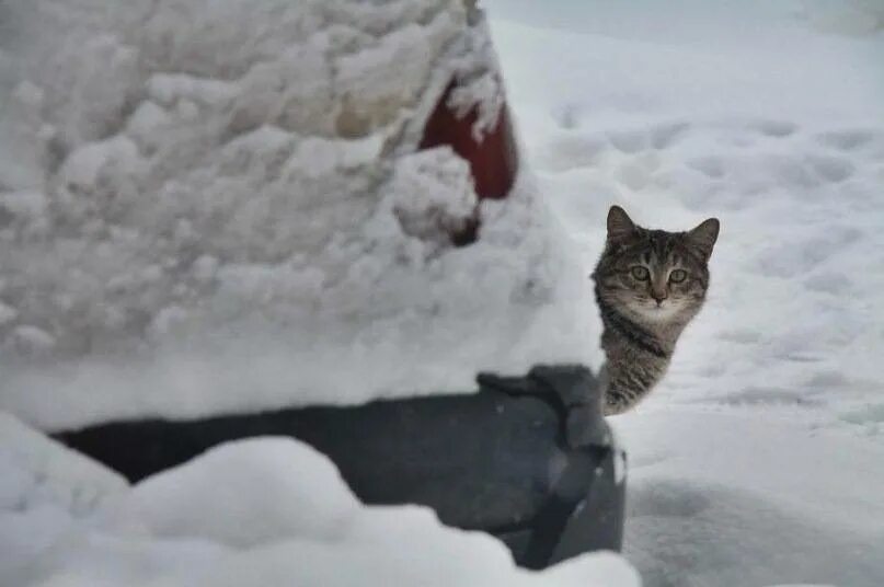 Какую температуру зимой выдерживают кошки на улице. Котята зимой на улице. коты на улице зимой. бездомный кот в снегу. бродячий кот зима.