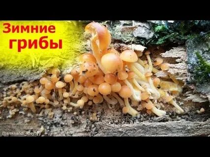 Опенок зимний где растет