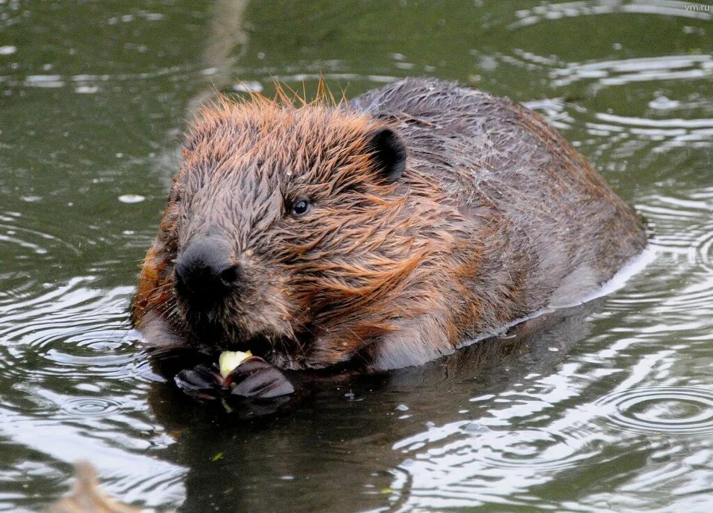 Обыкновенный бобр. Бобр под. Бобер плывет. Бобр под. Речной бобр брянский заповедник.
