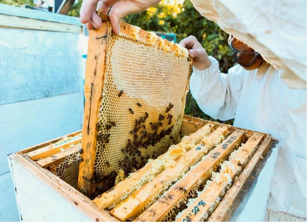 Что делает пчеловод. Пасека «мед Пушкиногорья». Пчелы пасека. Сбор меда на пасеке. Медовый улей.