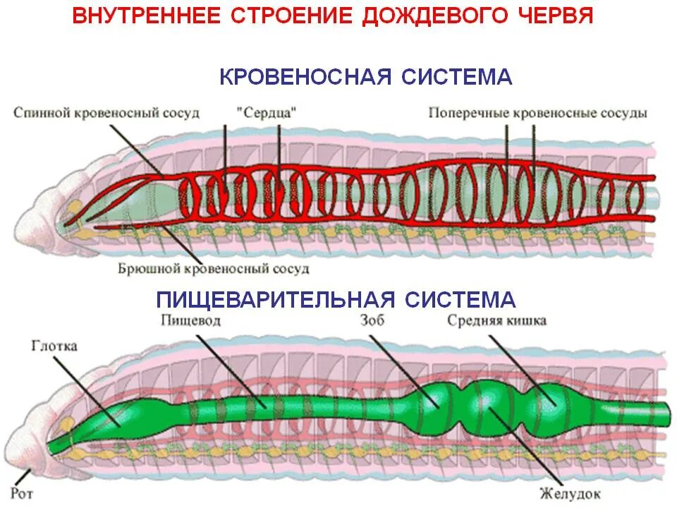 Пищеварительная система кольчатых червей 7 класс. Кровеносная и нервная система дождевого червя. Строение систем кольчатых червей. Системы органов кольчатых червей