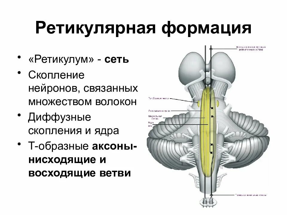 Ретикулярная формация строение и функции. Строение ретикулярной формации схема. Ретикулярная формация головного мозга. Ретикулярная формация структуры и функции.