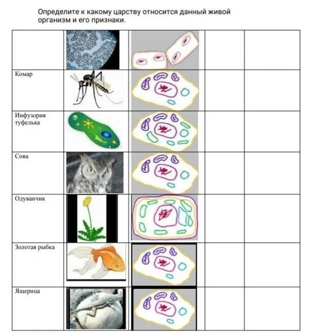 Какому царству принадлежит данная клетка. К каким царствам относятся организмы. К какому царству относится данный организм?. Диаграмма царство животных. Определите какие.