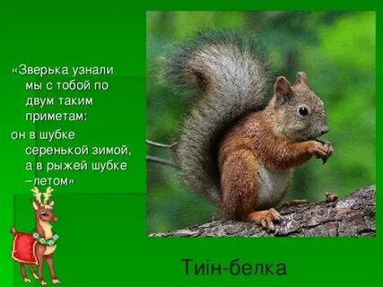 Обида это зверек диктант