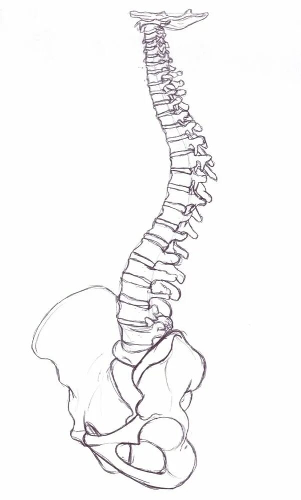 Скелет человека pozvonochnik. Позвоночник. Позвоночник рисунок. Позвоночник рисовать. Позвоночник человека таз