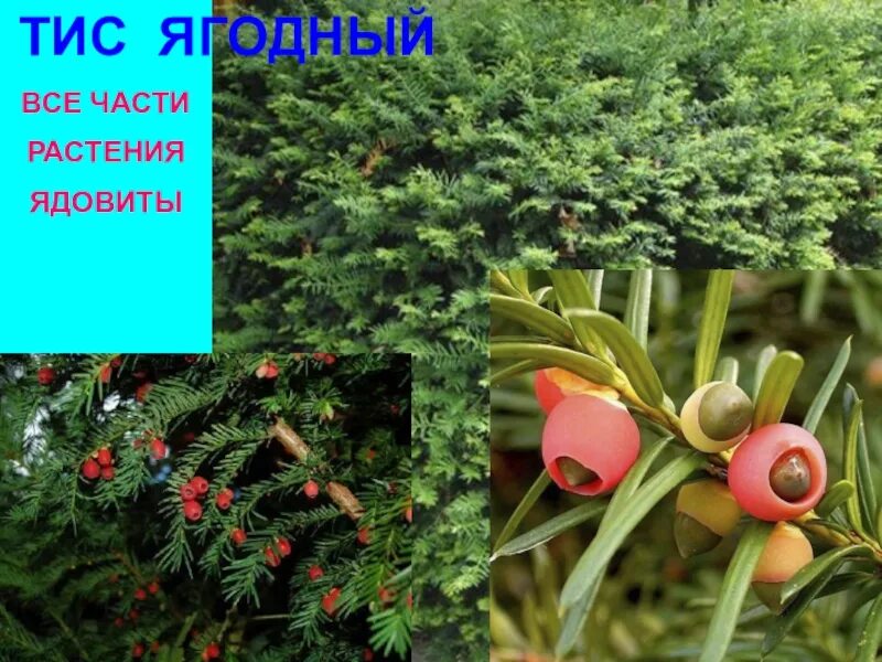 Тис (тисс) ягодный. Тис ягодный низкорослые сорта. Тис ягодный какая группа растений. Тис ягодный cristata. Тисс (taxus david).