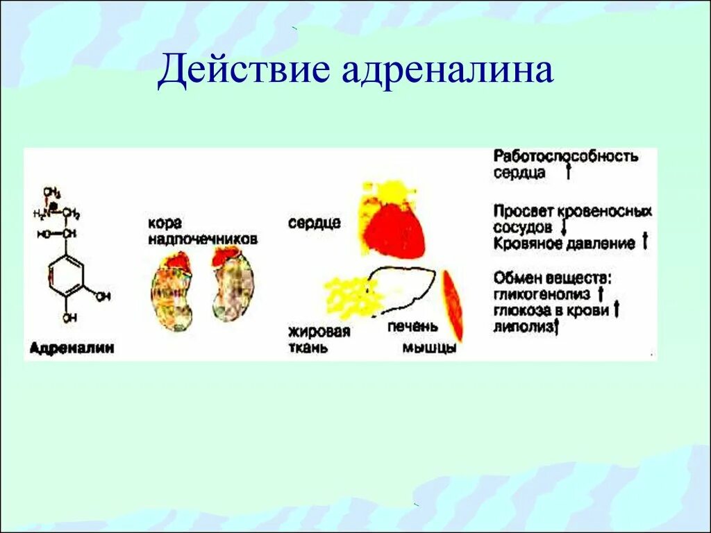 Адреналин какое действие. Механизм действия адреналина схема. Схема механизм действия гормона адреналина. Адреналин метаболический эффект гормона. Механизм действия адреналина в кровь биохимия.