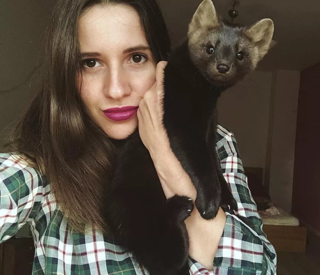 Куница рост. Представитель соболь. Соболь - martes zibellina. Соболь баргузинский животное. Соболь ручной домашний.