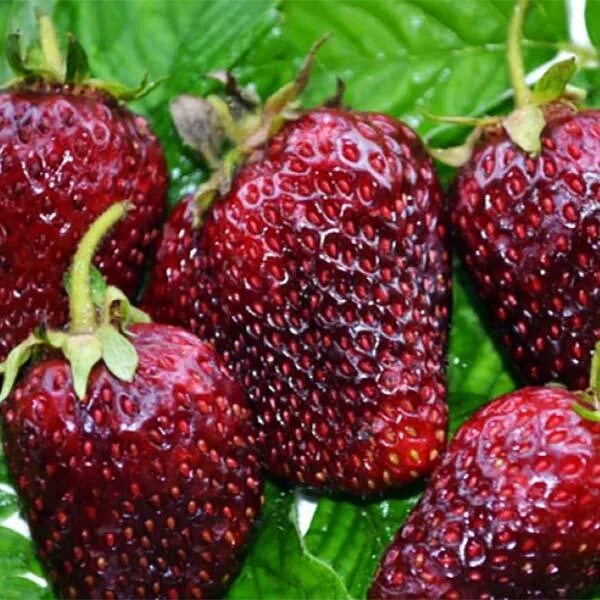 Сорт клубники бордового цвета