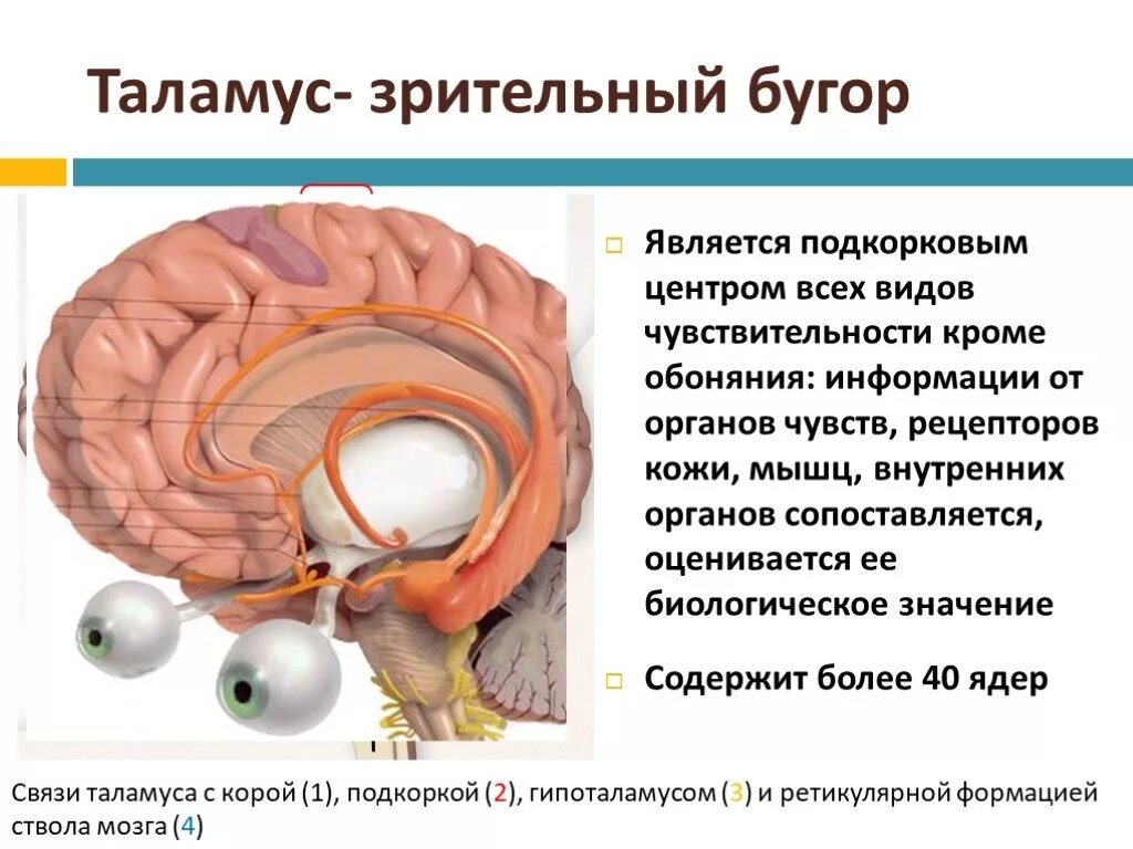 Промежуточный мозг таламус строение. Зрительный бугор таламус. Мозг строение зрительные Бугры. Промежуточный мозг зрительный нерв. Что такое таламус