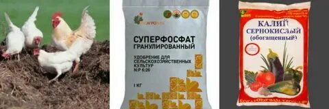 Суперфосфат в теплице