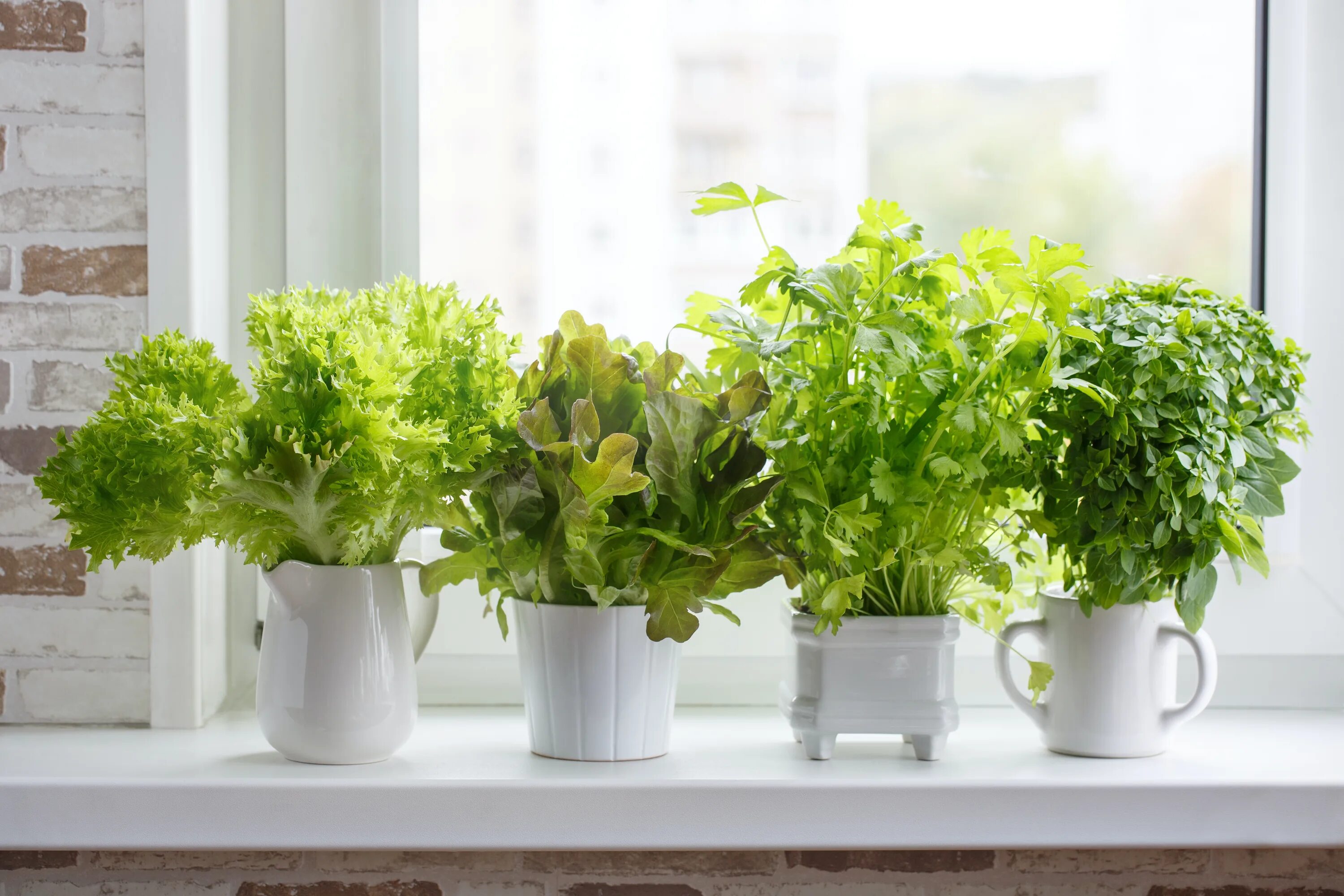 Green basics elho мини парник. Выращивание растений на подоконнике. Кейл микрозелень. Зелень на окне. Огород на подоконнике микрозелень.