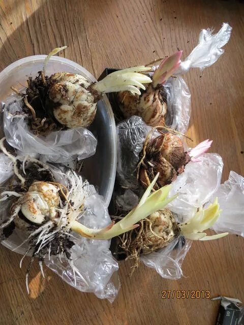 Что делать если луковицы лилий проросли