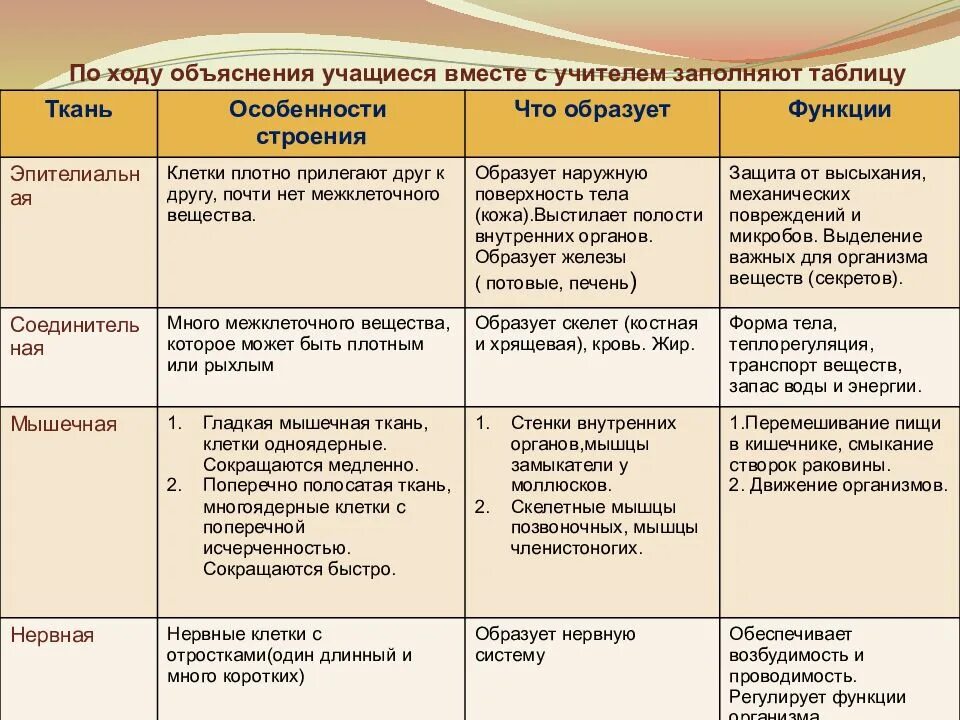 Тип ткани особенности строения. Таблица ткани животных 7 класс биология. характеристика тканей человека таблица. название ткани строение функции таблица. характеристики типов тканей человека таблица.