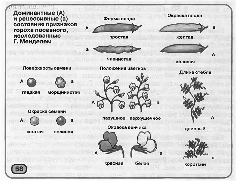 У гороха доминантный признак желтые семена. Доминантные и рецессивные признаки. Признаки гороха. Доминантные и рецессивные признаки гороха. Наследование признака гороха.