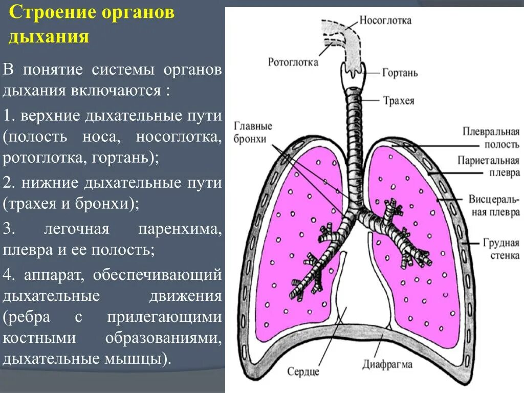 Органы входящие в дыхательную систему функции. Дыхательная система строение легких. Строение и функции дыхательной. Строение дыхательной системы легкого. Схема строения дыхательной системы.