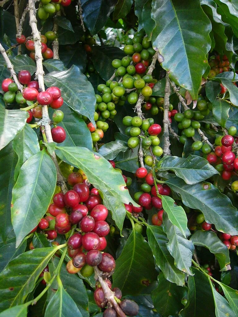 Сосед кофейного дерева. Кофейное дерево Кабардинка. Кофейное дерево Венесуэла. Кофе дерево. Плоды кофейного дерева.