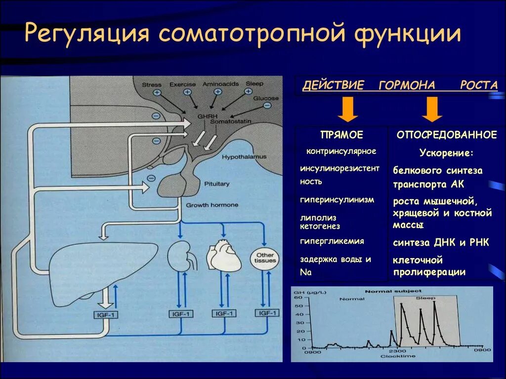 Синтез гормона роста. Регуляция секреции гормона роста. Соматотропный гормон схема регуляции. Регуляция секреции соматотропина. Регуляция секреции СТГ.