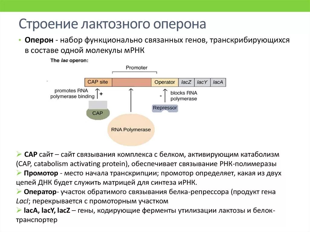 Изменение строения генов. Структура оперона бактерий. Структура оперона прокариот. Строение Гена оперон. Лактозный оперон структура.