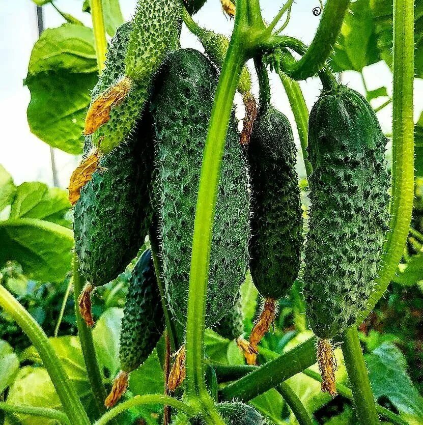 Директор огурцов. Директор огурцов. Семена партнер директор. Директор огурцов. Огурец директор f1 уральский дачник.