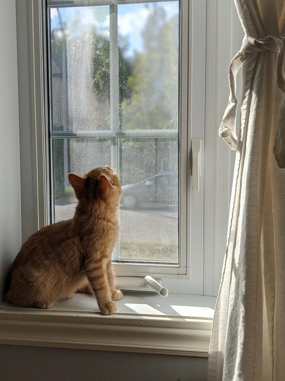 Кот на окне. Кот ждет у окна. Жалюзи кошка. Кот у окна Lori цвета. Пэт окно