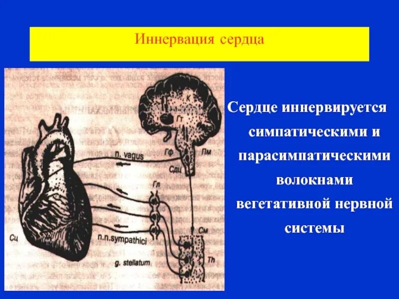 Парасимпатическая иннервация сердца. Вегетативная иннервация сердца схема. Схема парасимпатической иннервации сердца. Блуждающий нерв иннервация сердца схема. Симпатическая иннервация сердца.