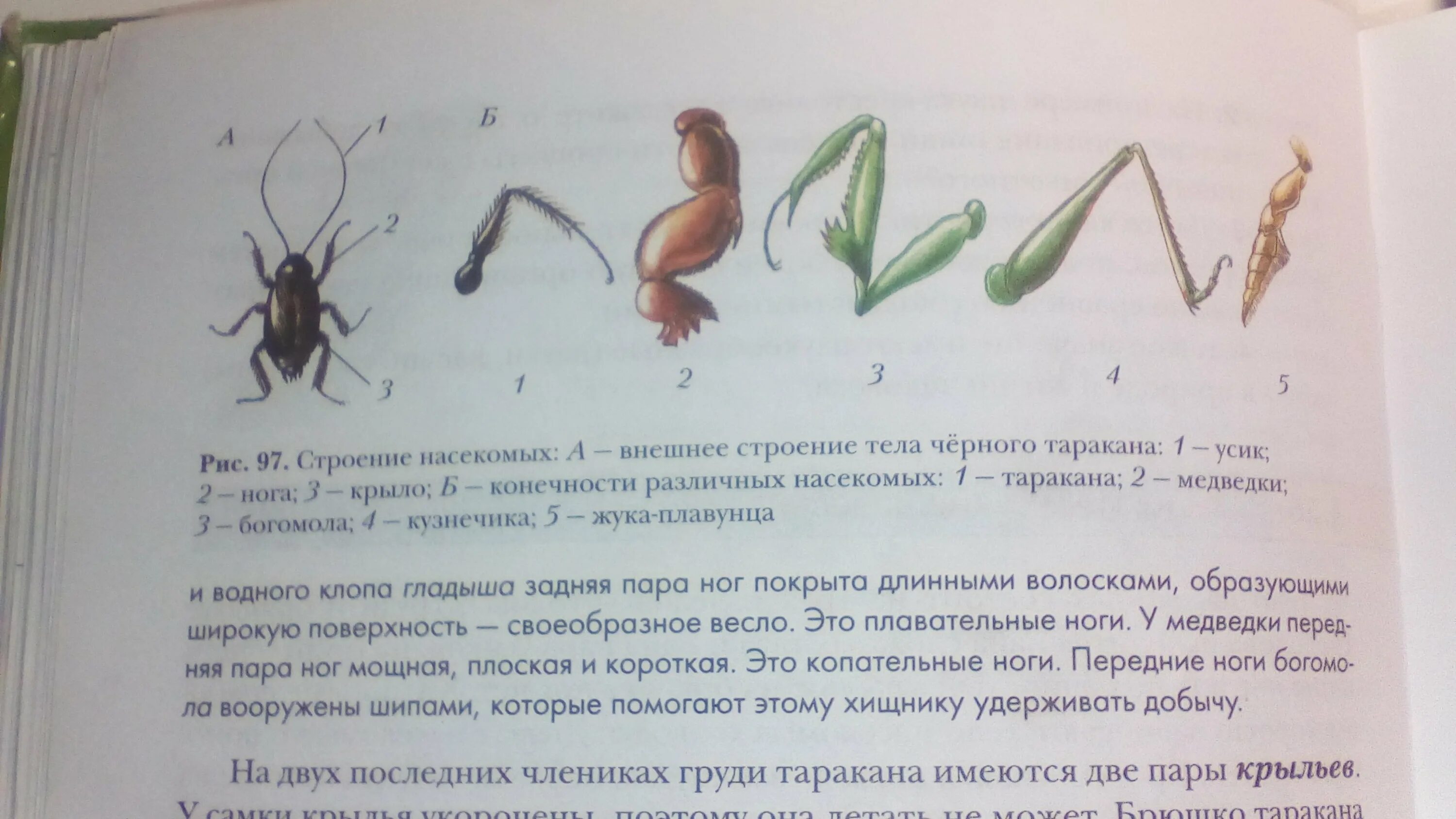 Животные у которых 3 пары ног. Строение конечности насекомого. строение ноги насекомого. типы ног насекомых. конечности насекомых егэ.