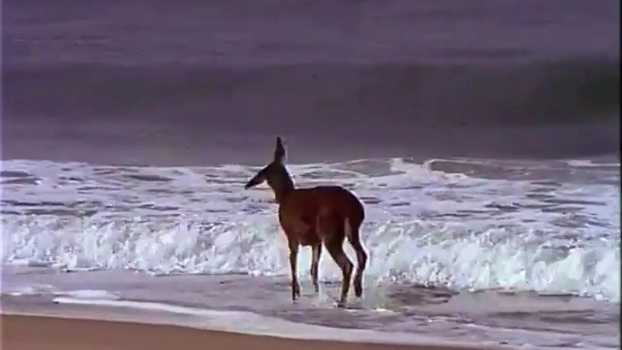 Олень в море. Лошадь у моря Мем. Корова в море Мем. Лань на море. Собака смотрит на море Мем.