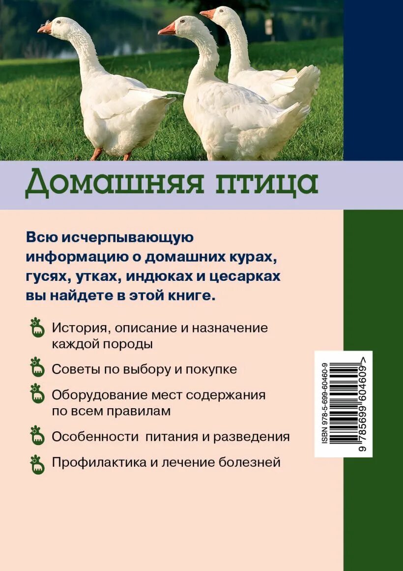 Утка ст 5 описание породы отзывы. Утята порода голубой Фаворит. Утки породы Фаворит. Утки фавориты описание породы. Утята Фаворит описание породы.