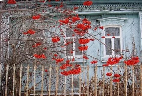 Мне рябина говорила в полночь за окном