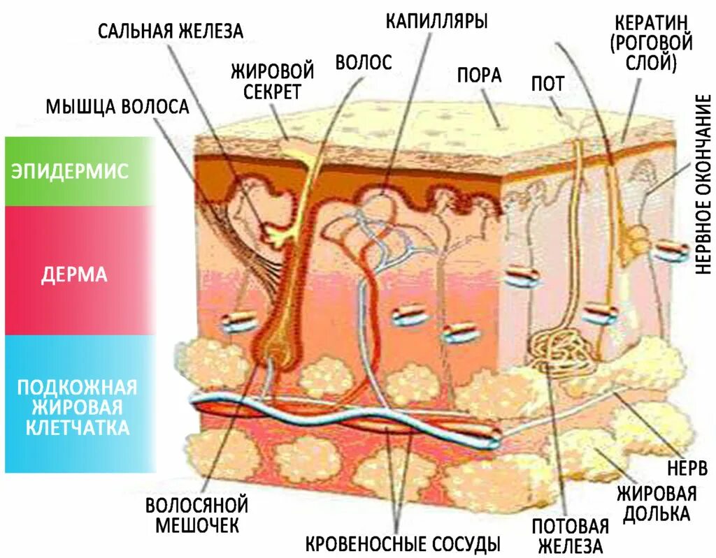 Какие структуры в дерме. Анатомическое строение кожи эпидермис дерма. Строение дермы кожи человека схема. Строение кожи послойно схема. Кожа схема эпидермис дерма.