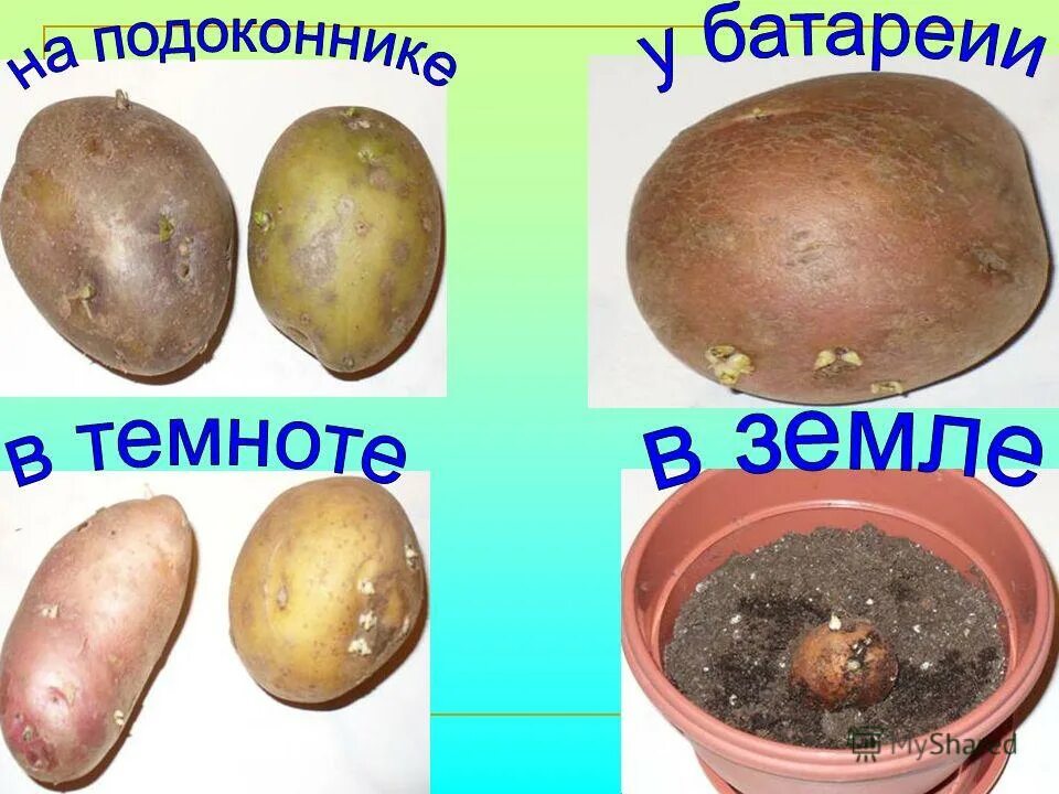 Проращивать картофель в темноте или на свету. Опыт с клубнем картофеля. Клубень картошки. Прорастание картофеля. Картошка на свету и в темноте.