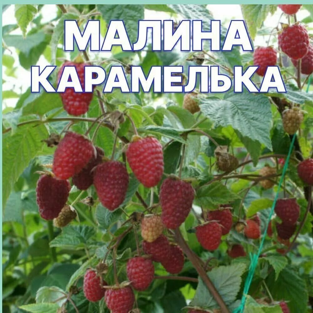 Малина сорт карамелька. Древовидная малина. Малина сорт карамелька. Малина сорт карамелька. Саженец малины карамелька.