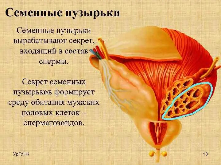 Семенные пузырьки железы. Предстательная железа и семенные пузырьки анатомия. Семенные пузырьки и семявыбрасывающие протоки анатомия. Секрет семенных пузырьков. Семенные пузырьки вырабатывают.
