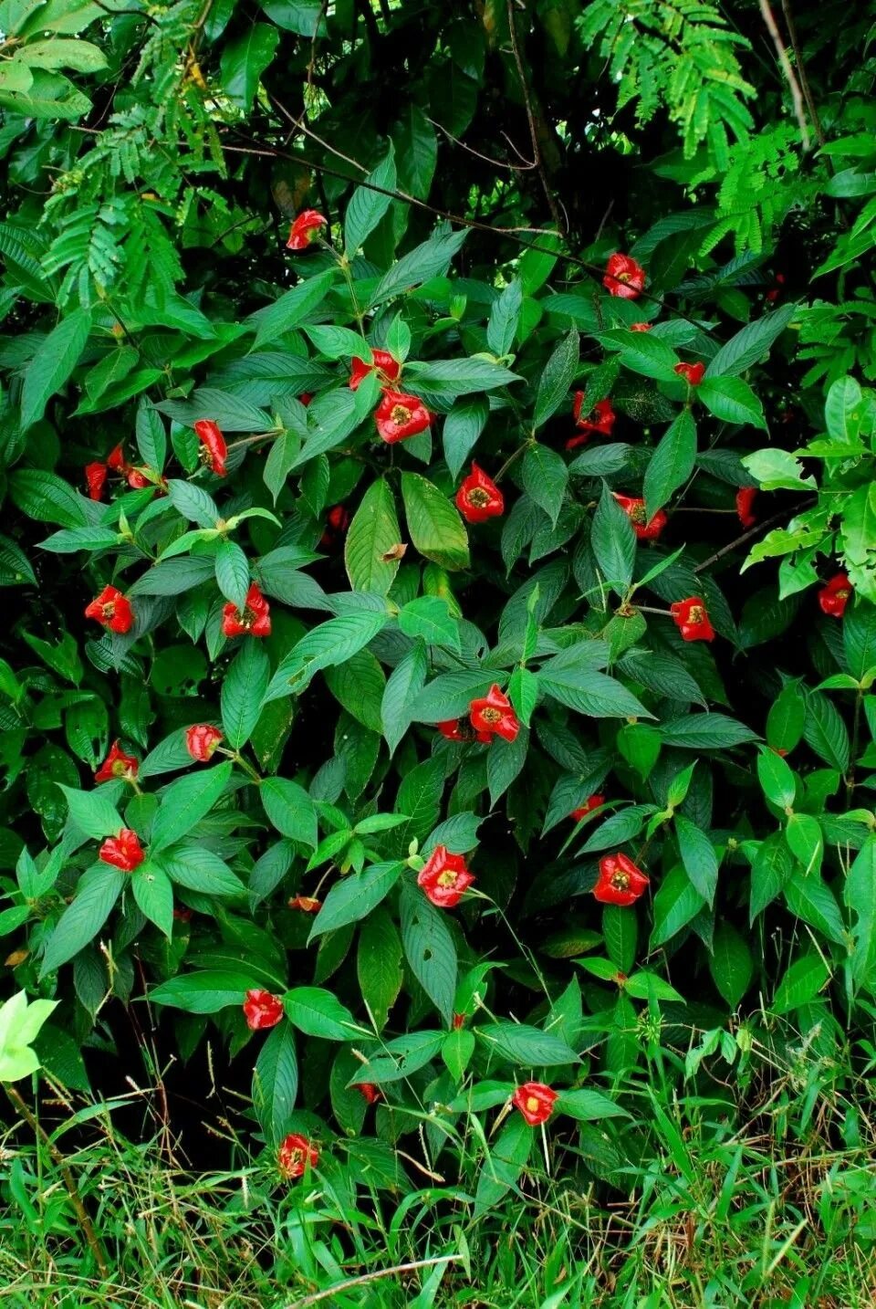 Кустарник красного цвета название. Psychotria elata. Психотрия возвышенная цветок. Психотрия Пёппига. Растения Южной Америки Психотрия.