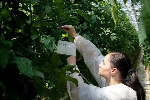 Семеноводство карантин и защита растений