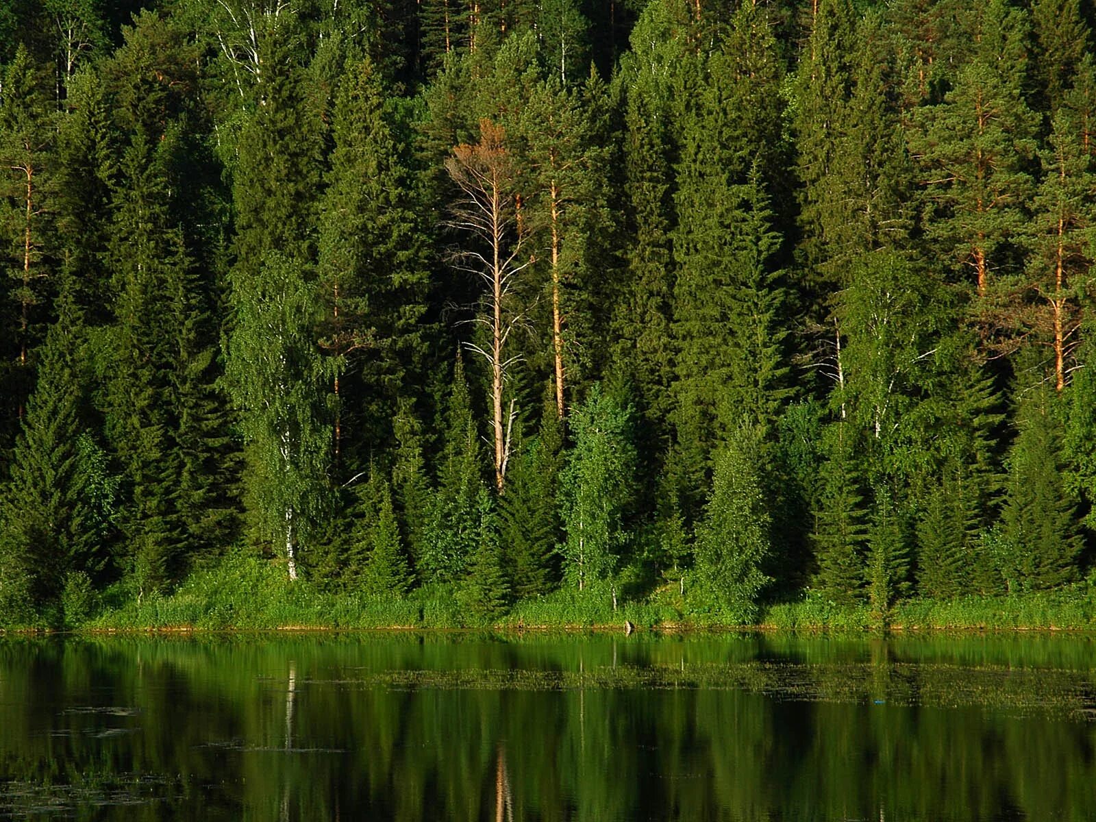 Лесное богатство россии