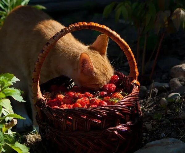 Коты ягоды