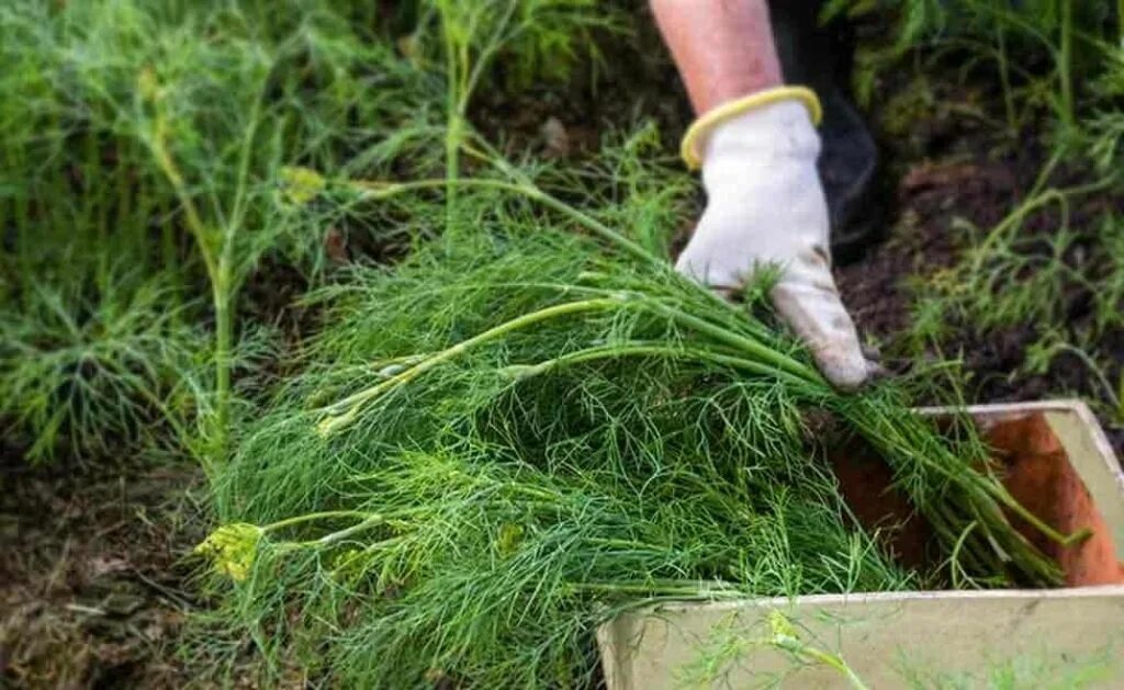 Собирать укроп. Кудрявец петрушка. Фенхель куст. Укроп. Укроп в огороде.