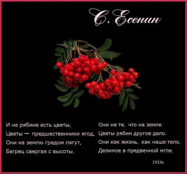 Есенин рябина. Рябина есенин стих. Стихотворение про рябину осенью. Стихи есенина покраснела рябина посинела вода. Строки про рябину.