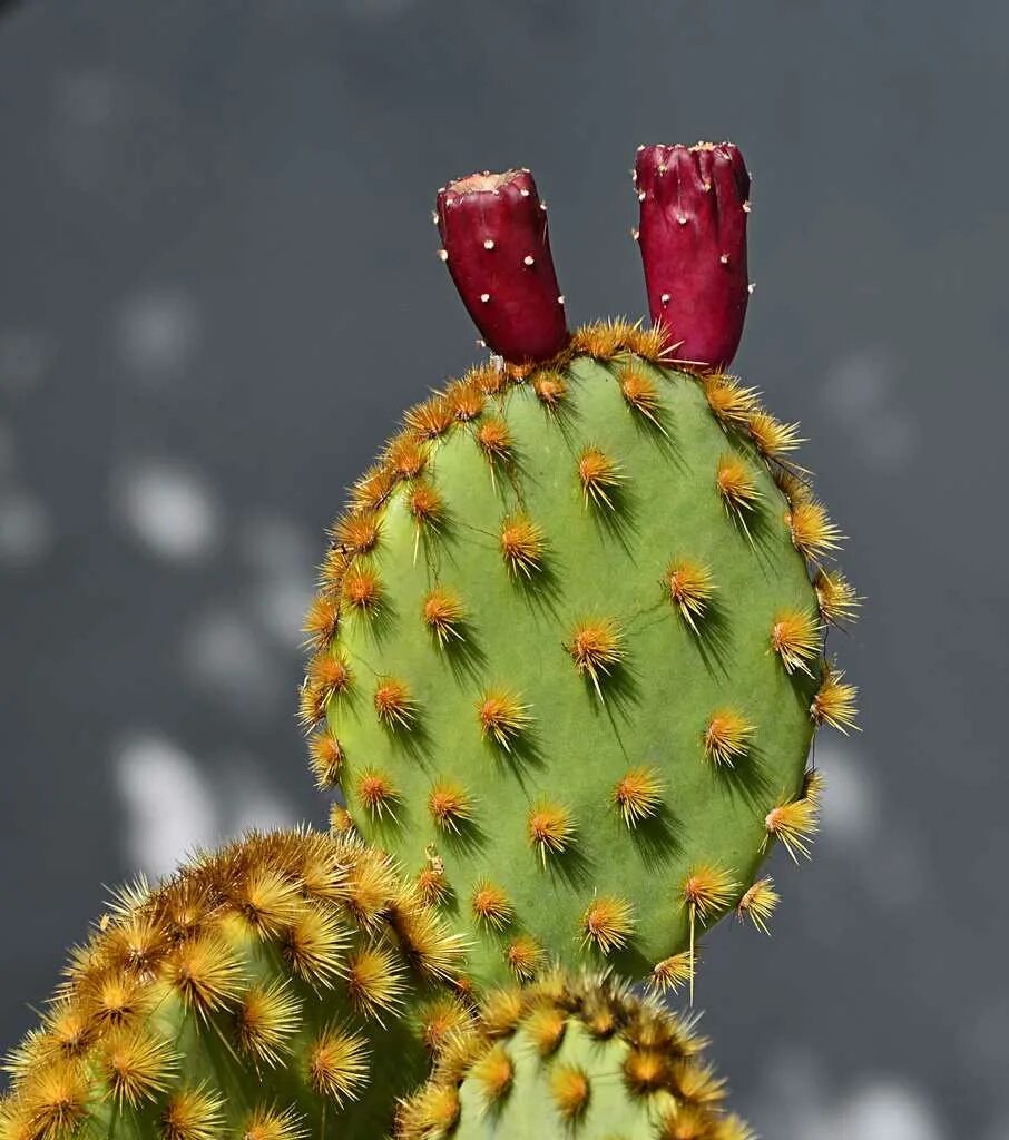 Кактус опунция мелковолосистая. Опунция Ацикулата - Opuntia aciculata. Колючки кактуса опунции. Кактус опунция бразильская.