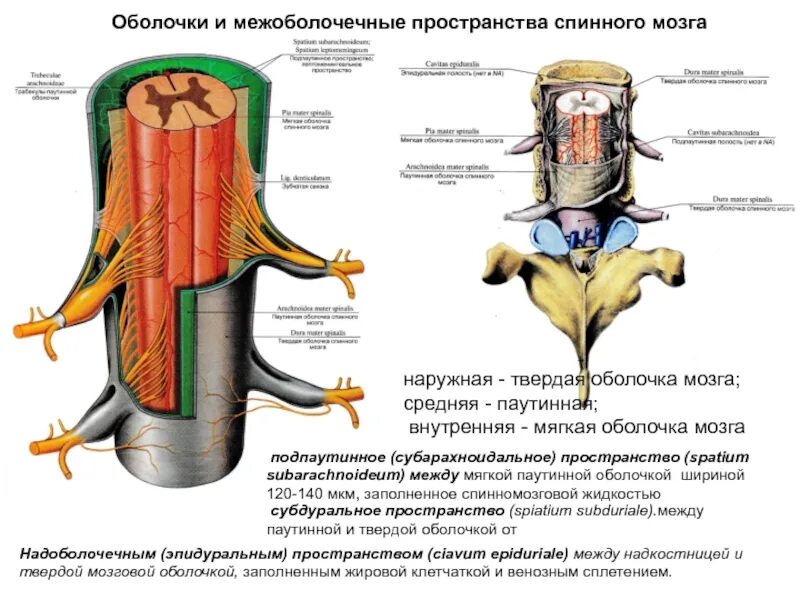 Схематическое изображение строения оболочек спинного мозга. Пространство между паутинной и мягкой оболочкой спинного мозга. Твердая паутинная и мягкая оболочка спинного мозга. Твердая оболочка спинного мозга латынь.