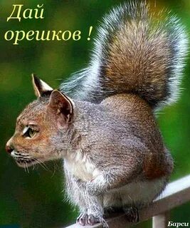 Кошка белка