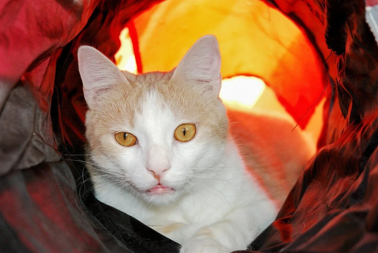 Котик в гирлянде. Кошечка света. Сероголубоглазая кошка. Кот и свет. Кошка освещение.