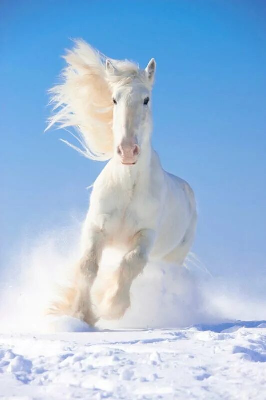 Белоснежные лошадки. Шайр белый. Шайр альбинос. Белая лошадь. Белогривый конь.