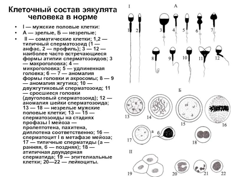 1 половые клетки мужские. Клеточный состав эякулята человека в норме. Клеточный состав семенной жидкости эякулята. Химический состав семенной жидкости человека.