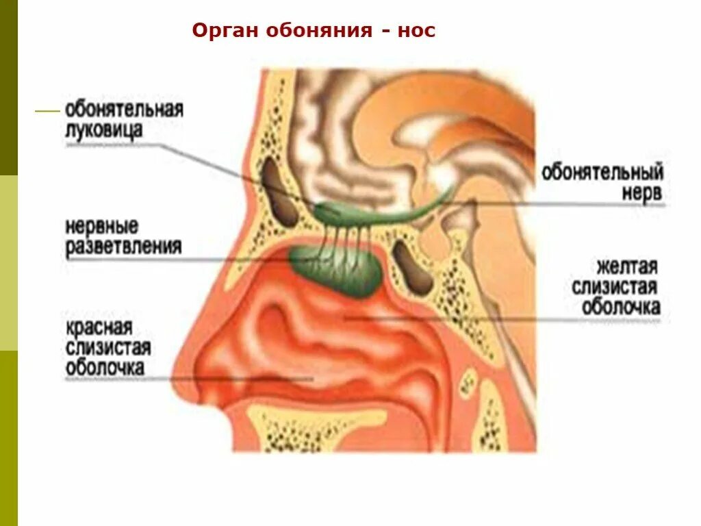 Строение органа обоняния человека анатомия. Органы чувств нос анатомия. Нос орган обоняния анатомия. Строение органа чувств обоняние.