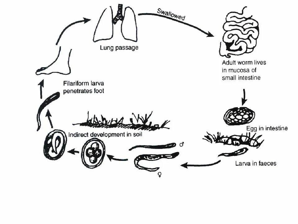 Жизненный цикл угрицы кишечной. Цикл развития угрицы кишечной. Анкилостома жизненный цикл схема. Цикл развития ришты схема. Угрица кишечная цикл развития.